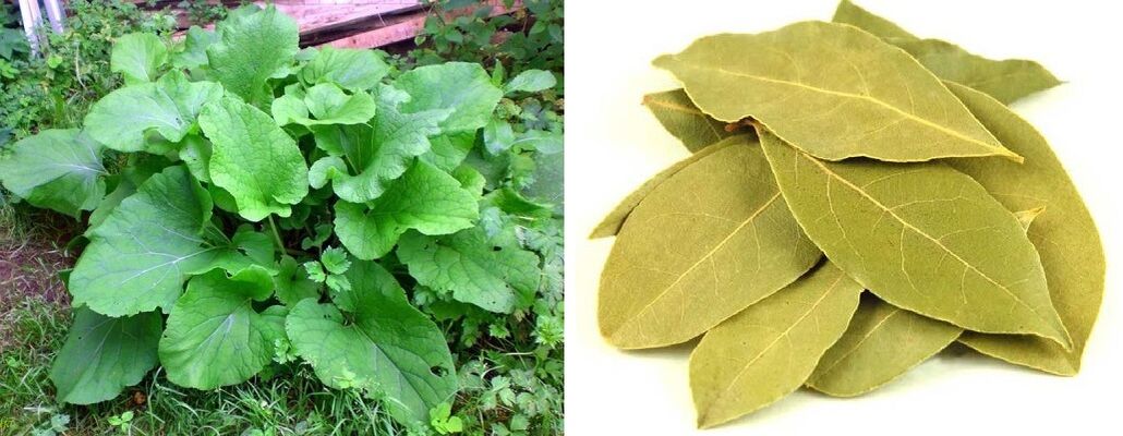 Burdock leaves and bay leaves treat joint pain